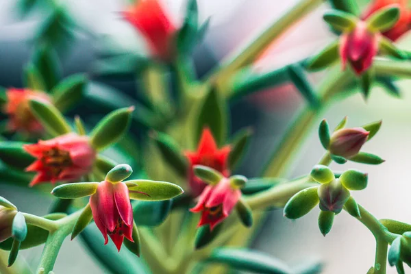 Selective Focus Shot Red Sedum Flowers — Stock Photo, Image