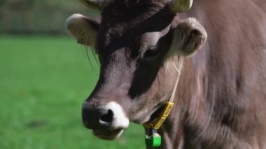 Güney Tyrol, İtalya ve Alpler 'de yeşil alanda otlayan şirin inekler..