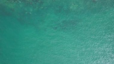 Tropikal ağaçlarla kıyı şeridinin havadan görünüşü