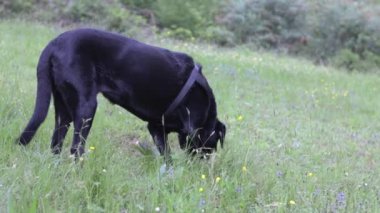 Yeşil bir alanda koşuşturan sevimli siyah bir Labrador.