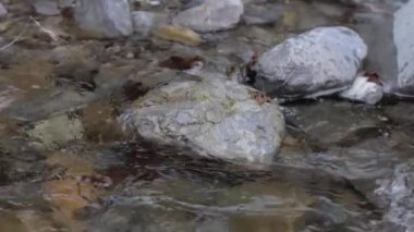 Ticino, İsviçre 'deki Breggia nehrinin güzel bir manzarası.