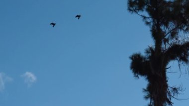 Mavi bulutlu gökyüzünde uçan kuşların düşük açılı görüntüsü.