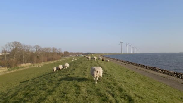 在4K的乡间草山上的一群羊 — 图库视频影像