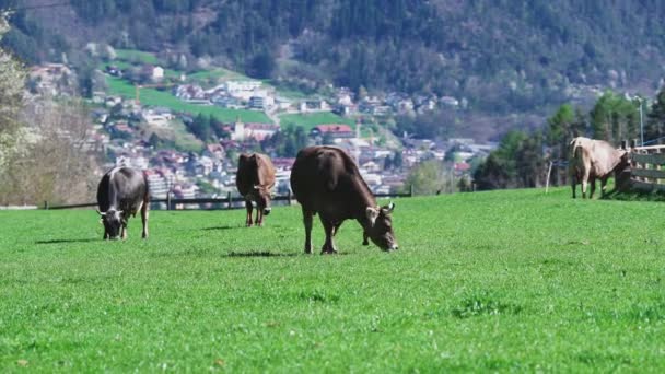 Carine Mucche Pascolo Prato Verde Alto Adige Italia Alpi — Video Stock
