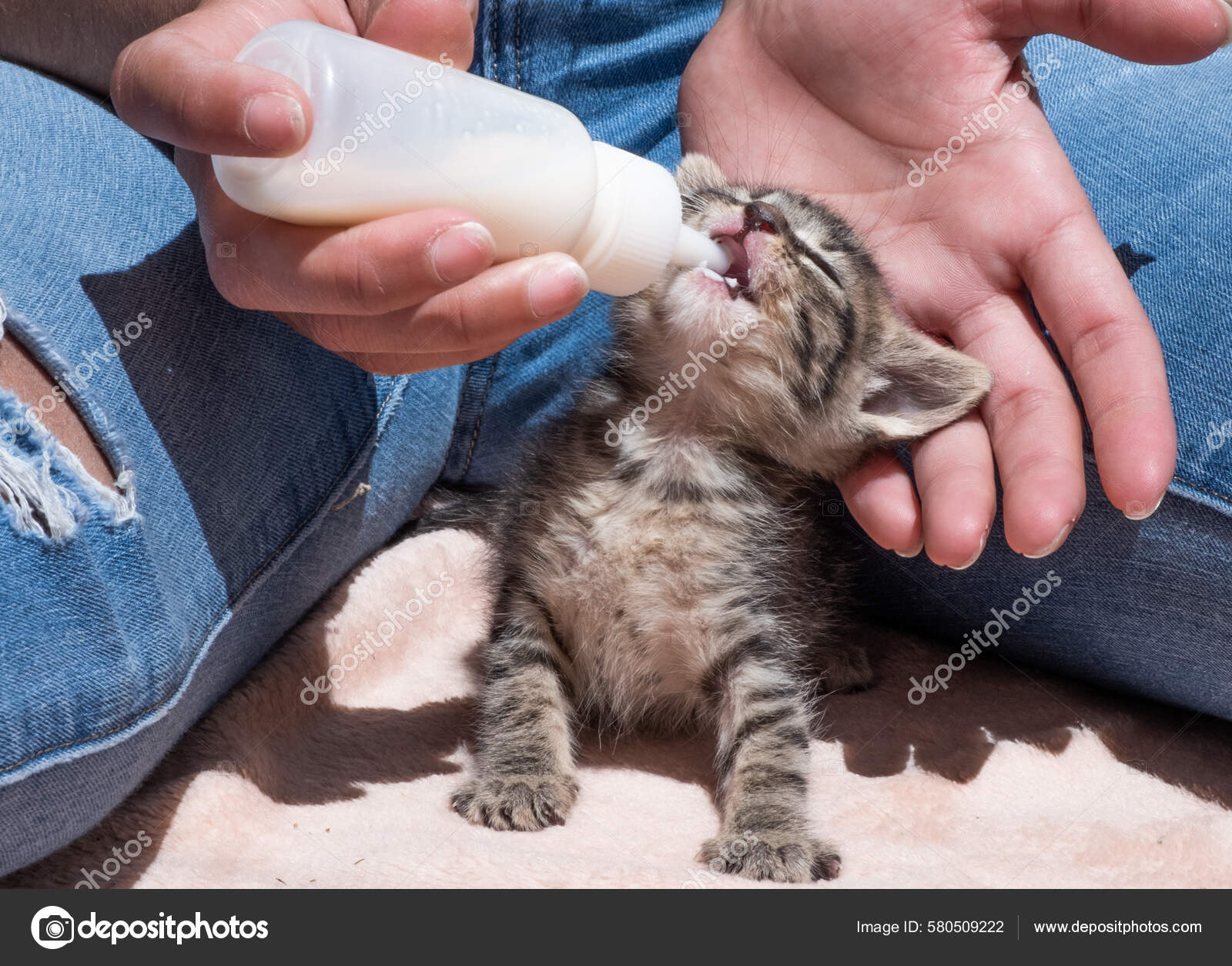Baby kitten top drinking milk