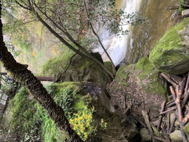 Yeşillik doğayla çevrili bir ormanda akan bir nehrin dikey görüntüsü.