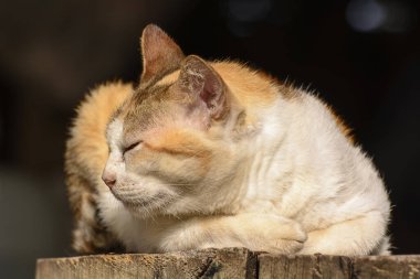 Güneşli bir havada, arka planda, ahşap bir yüzeye uzanmış sevimli, kızıl bir kedi.