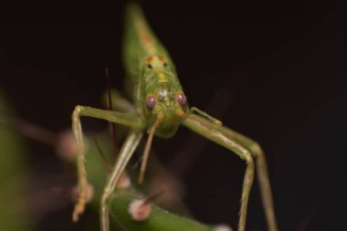 Siyah arkaplanda bir çekirgenin makro görüntüsü