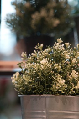 Dekorasyon için yeşil saksı bitkisinin dikey görüntüsü.