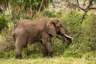 Serengeti Ulusal Parkı 'ndaki safaride büyük bir fil, Tanzanya