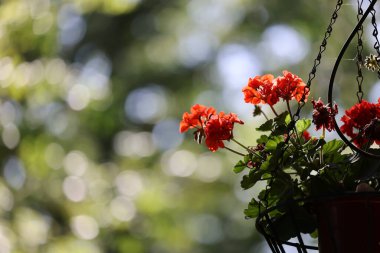 Çiçek açan kırmızı çiçeklerin seçici odak noktası.