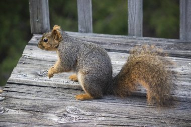 Tahta bir yüzeyde küçük bir sincabın yakın plan çekimi.
