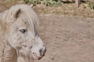Beyaz bir midillinin yüzünün bulanık bir arka plana yakın plan çekimi.
