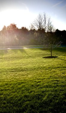 Gündüz vakti bahçedeki bir ağacın seçici odak noktası.
