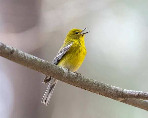 Een Ondiepe Focus Shot Van Een Gele Vogel — Stockfoto