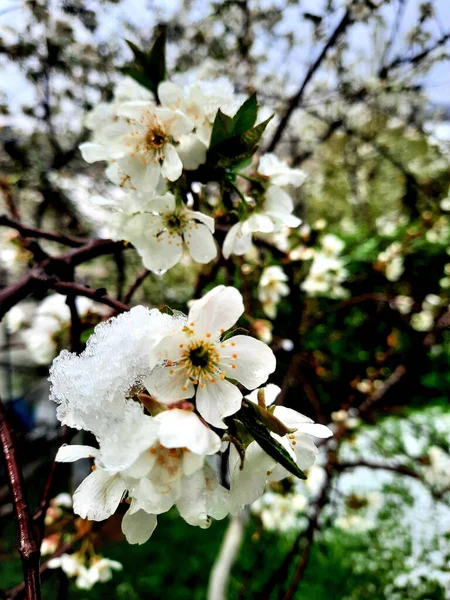 Mayıs Ayında Karlar Çiçek Açan Ağaçları Armut Çiçeklerini Kapladı — Stok fotoğraf