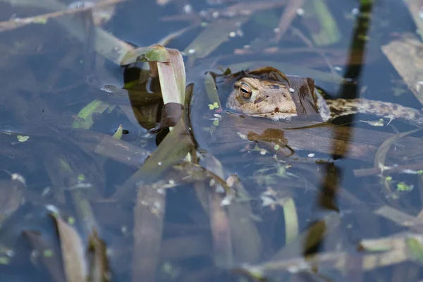Closeup Cute Small Toad Swimming Pond Greenery — Stock Photo, Image