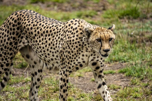 Beautiful Cheetah Safari Serengeti National Park Tanzania — Stock Photo, Image