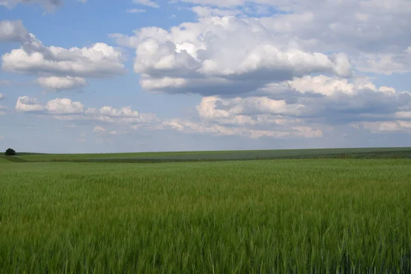 Een Prachtig Uitzicht Een Groen Veld Met Een Blauwe Lucht — Stockfoto