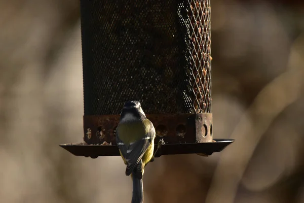 鳥の餌台の上に立つかわいいと美しいカラフルなラッピングのクローズアップショット — ストック写真