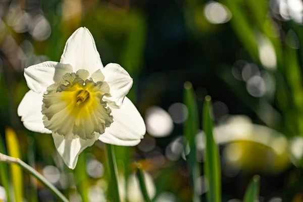 Närbild Narcissus Med Vita Kronblad Mot Suddig Bakgrund Det Gröna — Stockfoto