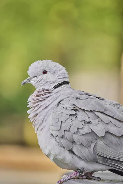 Avrasyalı Yakalı Güvercinin Güzel Bir Fotoğrafı — Stok fotoğraf