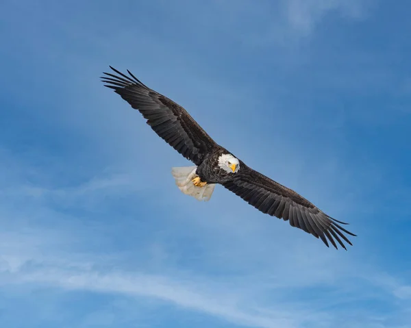 A black eagle soaring in the the air