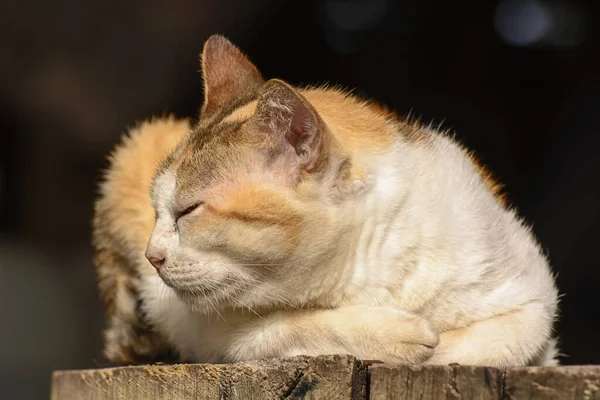 Söt Ingefära Katt Liggande Träyta Soligt Väder Suddig Bakgrund — Stockfoto