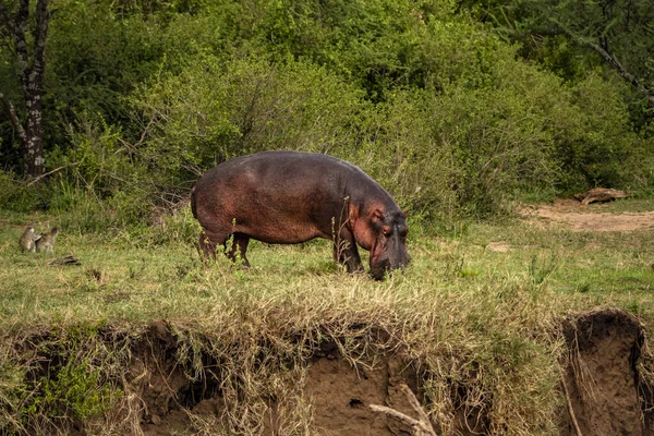 Hippopotame Broutant Dans Champ Parc National Serengeti Tanzanie Afrique Est — Photo