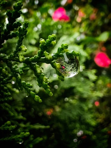 Colpo Verticale Una Goccia Acqua Appesa Una Pianta Verde Uno — Foto Stock