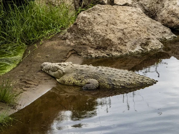 Egy Krokodil Pihen Serengeti Nemzeti Parkban Tanzániában — Stock Fotó