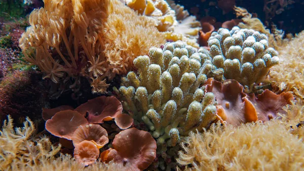 水下美丽多彩的小珊瑚 — 图库照片