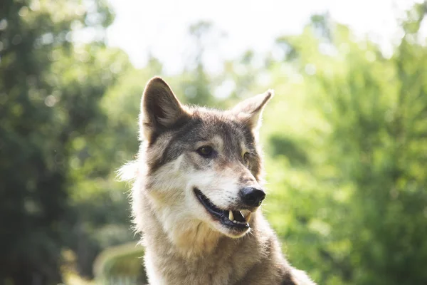 Een Oppervlakkige Focus Close Van Schattige Wolf — Stockfoto