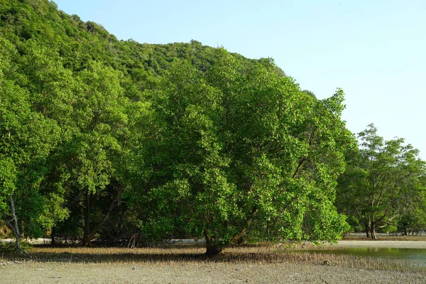 澄んだ空の下 湖の近くの木の枝に厚い葉の自然の景色 — ストック写真