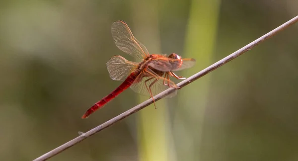 户外小树枝上一只红蜻蜓的闭锁浅景镜头 — 图库照片
