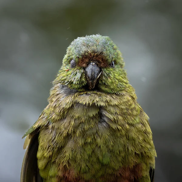 Baykuş papağanı olarak da bilinen kakapo kuşunun seçici odak noktası.
