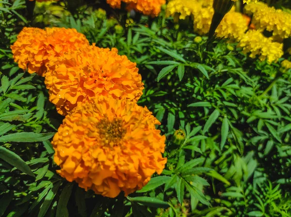 Gyönyörű Narancs Marigold Környezetben Mások Virág Gard — Stock Fotó