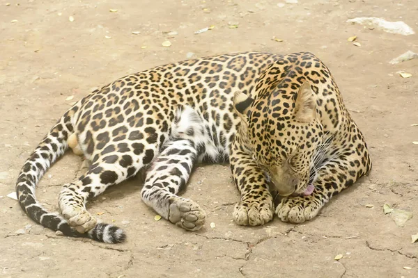 Леопард Лежит Земле Зоопарке Дневном Свете — стоковое фото