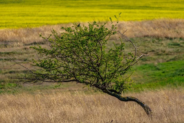 Selektywne Ujęcie Ostrości Drzewa Polu Dobruja Rumunia — Zdjęcie stockowe