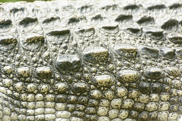 Tiro Close Uma Pele Crocodilo Zoológico — Fotografia de Stock