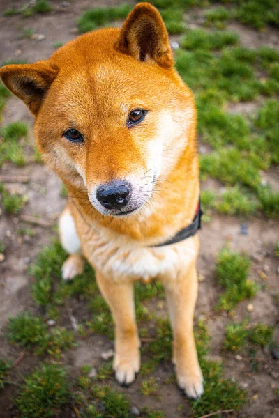 Cão Shiba Inu Bonito Sentado Chão Livre Olhando Para Uma — Fotografia de Stock