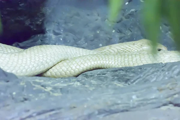 Una Siamesa Escupiendo Cobra Arrastrándose Por Suelo Zoológico —  Fotos de Stock