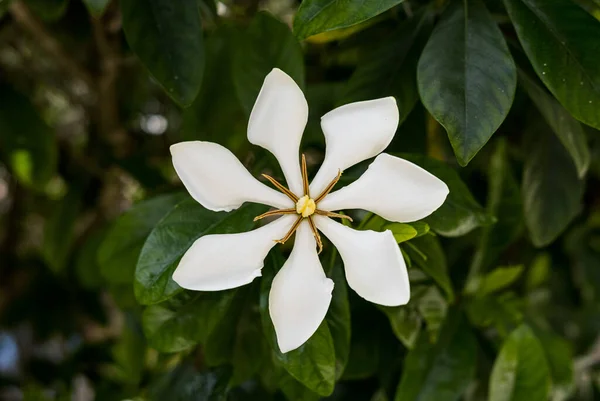 A close-up shot of a white Cape jasmine\
 grown in the garden in spring