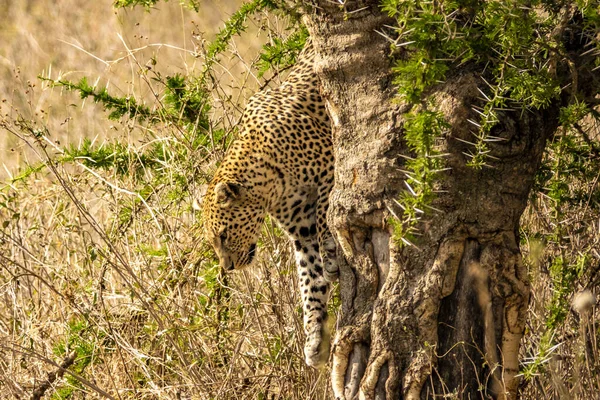 Krásný Leopard Stromě Safari Národním Parku Serengeti Tanzanie — Stock fotografie
