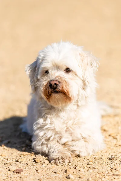 Μια Κάθετη Βολή Ενός Χαριτωμένου Σκύλου Coton Tulear Ξαπλωμένος Στο — Φωτογραφία Αρχείου