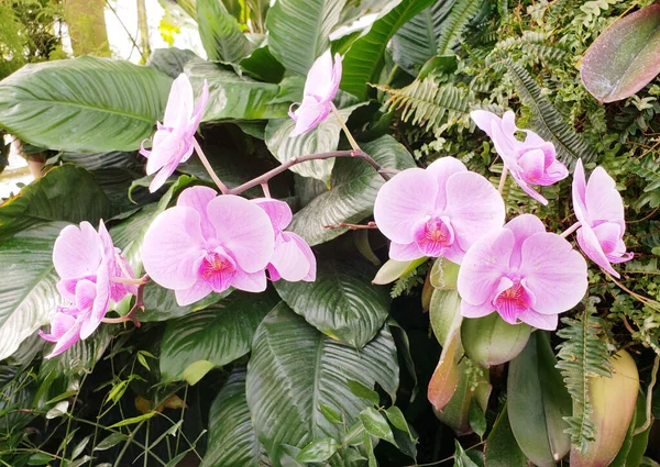 Крупный План Розовых Нежных Орхидеи Цветы Растения Растущие Саду — стоковое фото