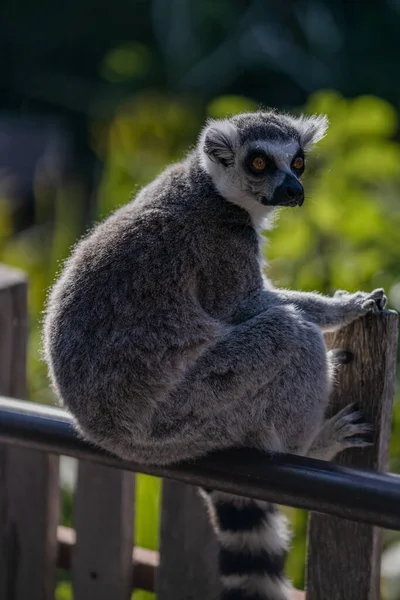 Een Verticaal Schot Van Een Maki Hurkend Een Barrière — Stockfoto