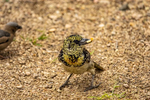 Närbild Arnauds Barbet Fältet Våren — Stockfoto