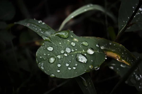 Egy Közeli Felvétel Kerek Esőcseppekről Egy Zöld Levélen — Stock Fotó