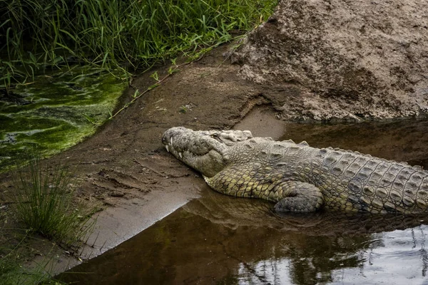 Крокодил Ставку Сафарі Національному Парку Серенгеті Танзанія — стокове фото